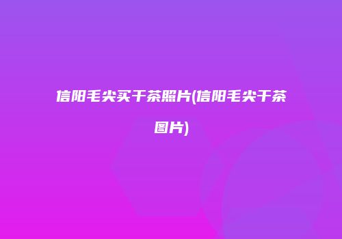 信阳毛尖买干茶照片(信阳毛尖干茶图片)