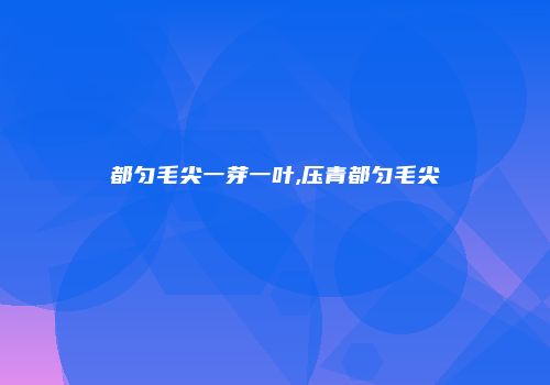 都匀毛尖一芽一叶,压青都匀毛尖