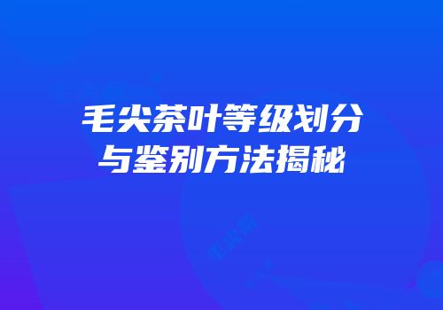 毛尖茶叶等级划分与鉴别方法揭秘