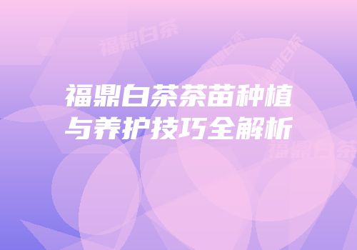 福鼎白茶茶苗种植与养护技巧全解析