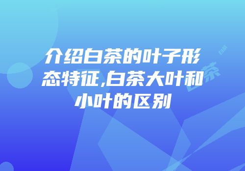 介绍白茶的叶子形态特征,白茶大叶和小叶的区别