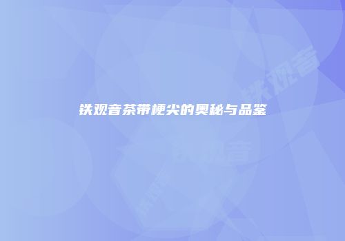 铁观音茶带梗尖的奥秘与品鉴