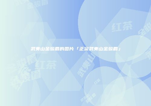 武夷山金骏眉的图片「正宗武夷山金骏眉」