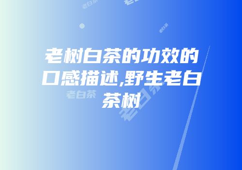 老树白茶的功效的口感描述,野生老白茶树