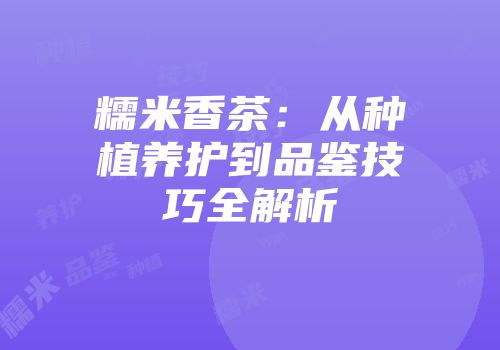 糯米香茶：从种植养护到品鉴技巧全解析