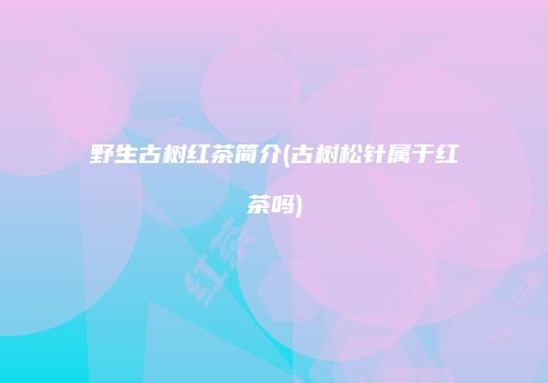 野生古树红茶简介(古树松针属于红茶吗)