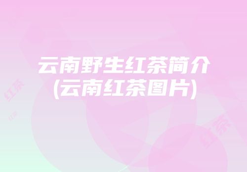 云南野生红茶简介(云南红茶图片)