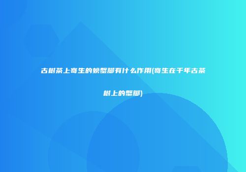 古树茶上寄生的螃蟹脚有什么作用(寄生在千年古茶树上的蟹脚)