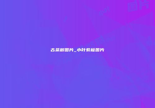 古茶树图片_小叶紫檀图片