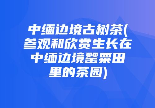 中缅边境古树茶(参观和欣赏生长在中缅边境罂粟田里的茶园)