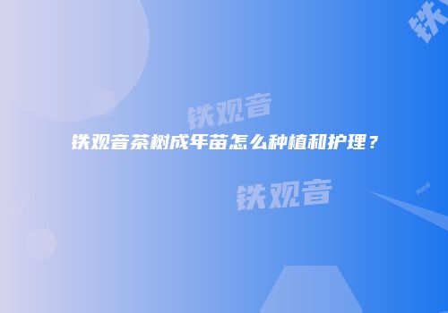 铁观音茶树成年苗怎么种植和护理？