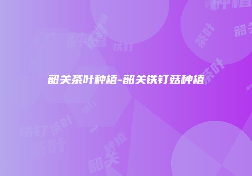 韶关茶叶种植-韶关铁钉菇种植