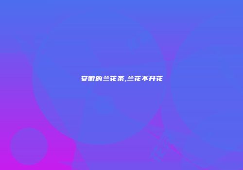 安徽的兰花茶,兰花不开花