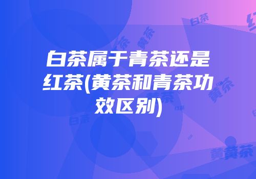 白茶属于青茶还是红茶(黄茶和青茶功效区别)