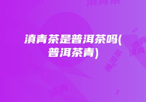 滇青茶是普洱茶吗(普洱茶青)