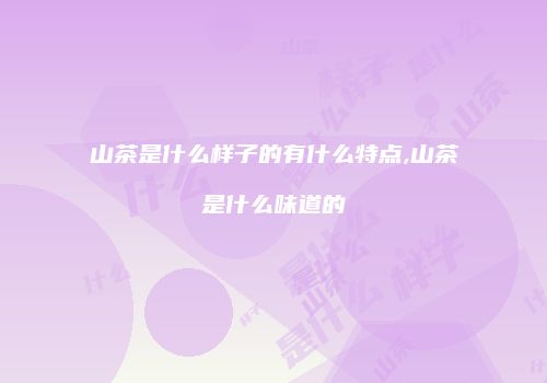山茶是什么样子的有什么特点,山茶是什么味道的