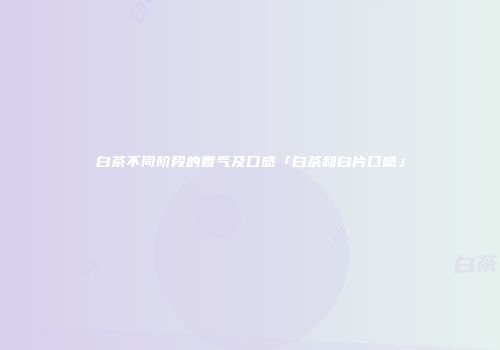 白茶不同阶段的香气及口感「白茶和白片口感」