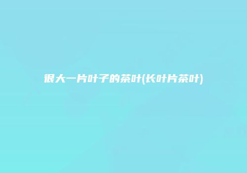 很大一片叶子的茶叶(长叶片茶叶)