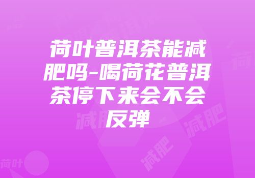 荷叶普洱茶能减肥吗-喝荷花普洱茶停下来会不会反弹