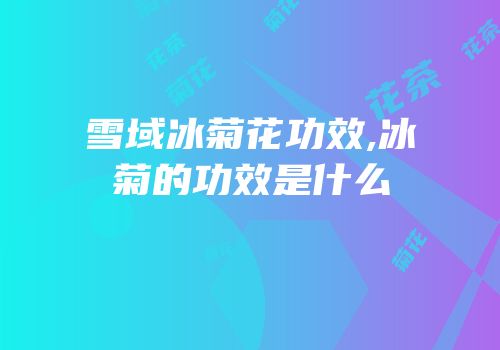 雪域冰菊花功效,冰菊的功效是什么