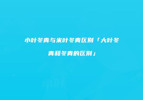 小叶冬青与米叶冬青区别「大叶冬青和冬青的区别」