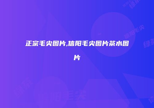 正宗毛尖图片,信阳毛尖图片茶水图片