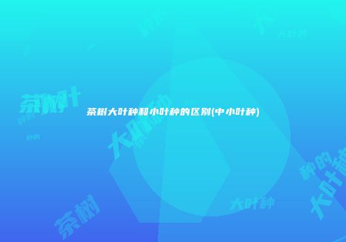 茶树大叶种和小叶种的区别(中小叶种)