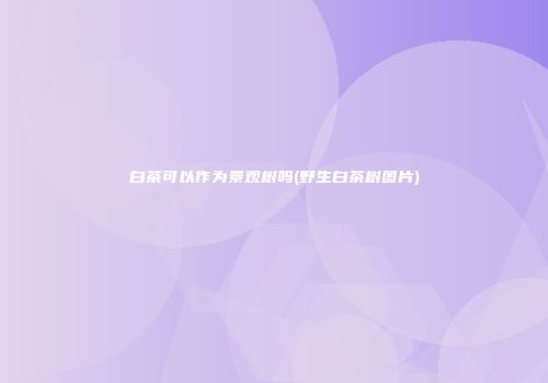 白茶可以作为景观树吗(野生白茶树图片)