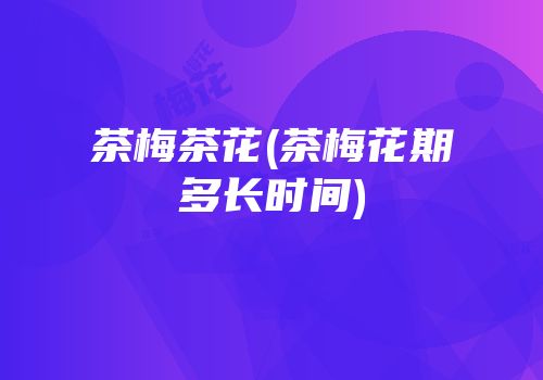 茶梅茶花(茶梅花期多长时间)