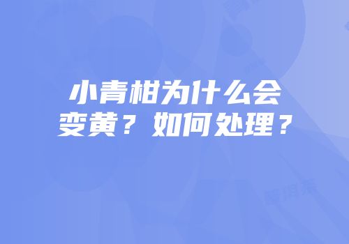 小青柑为什么会变黄？如何处理？