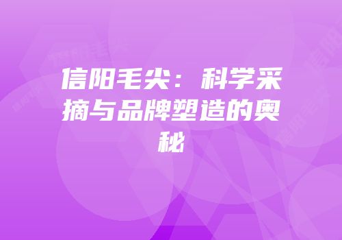 信阳毛尖：科学采摘与品牌塑造的奥秘