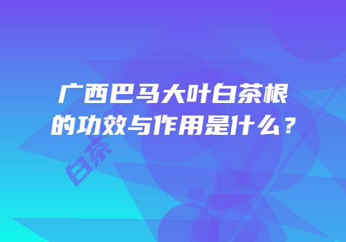 广西巴马大叶白茶根的功效与作用是什么？