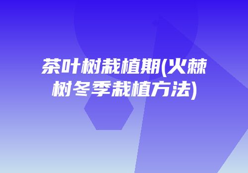 茶叶树栽植期(火棘树冬季栽植方法)