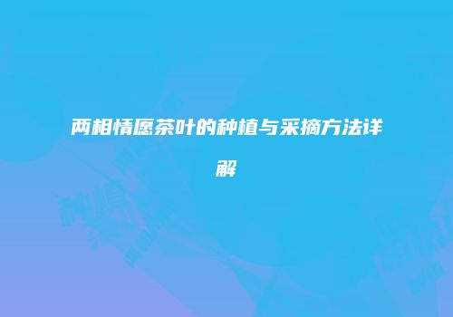 两相情愿茶叶的种植与采摘方法详解