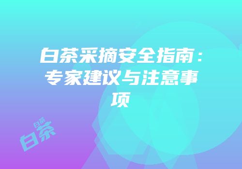 白茶采摘安全指南：专家建议与注意事项