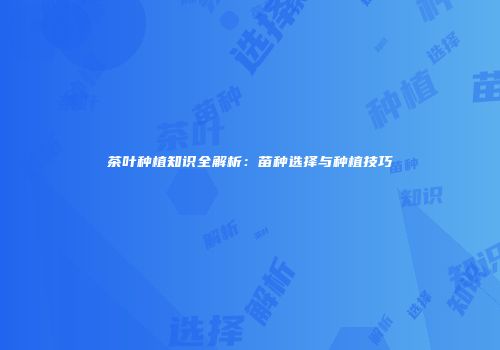 茶叶种植知识全解析：苗种选择与种植技巧