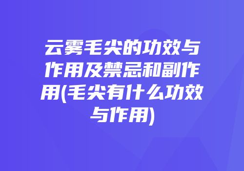 云雾毛尖的功效与作用及禁忌和副作用(毛尖有什么功效与作用)