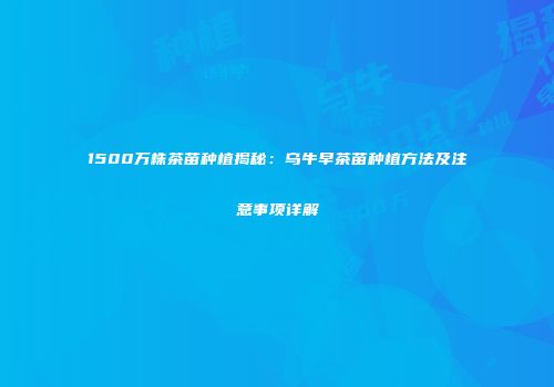 1500万株茶苗种植揭秘：乌牛早茶苗种植方法及注意事项详解