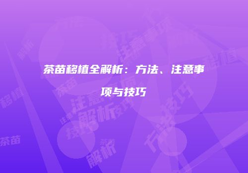茶苗移植全解析：方法、注意事项与技巧