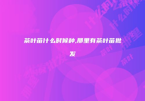 茶叶苗什么时候种,那里有茶叶苗批发