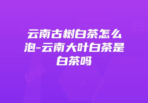 云南古树白茶怎么泡-云南大叶白茶是白茶吗