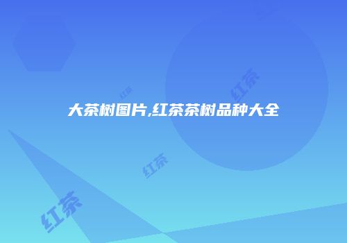 大茶树图片,红茶茶树品种大全