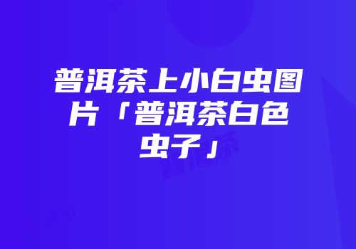 普洱茶上小白虫图片「普洱茶白色虫子」
