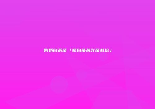 购奶白茶苗「奶白茶茶叶苗栽培」