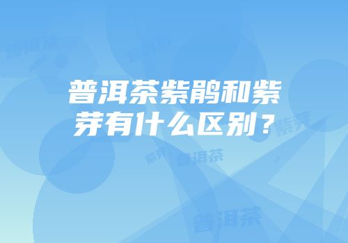 普洱茶紫鹃和紫芽有什么区别？