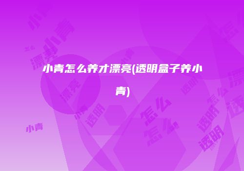 小青怎么养才漂亮(透明盒子养小青)