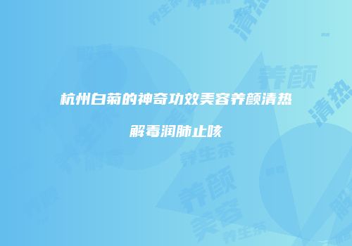 杭州白菊的神奇功效美容养颜清热解毒润肺止咳