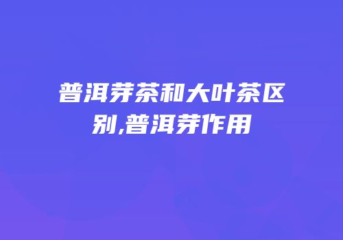 普洱芽茶和大叶茶区别,普洱芽作用