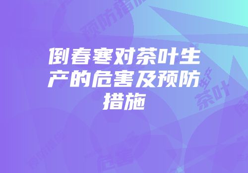 倒春寒对茶叶生产的危害及预防措施