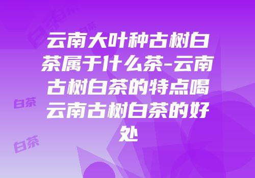 云南大叶种古树白茶属于什么茶-云南古树白茶的特点喝云南古树白茶的好处